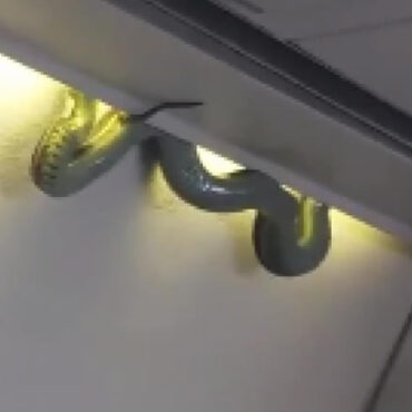 Un serpent capturé dans un avion en plein vol, la vidéo fait le buzz sur TikTok