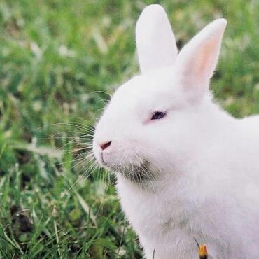 Au Japon, une île touristique est envahie par des centaines de lapins