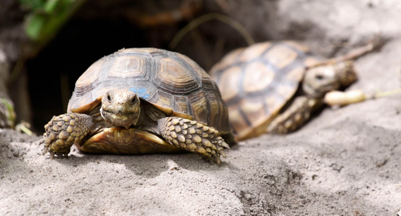 Aux États-Unis, un marathon de tortues de compagnie attire les foules