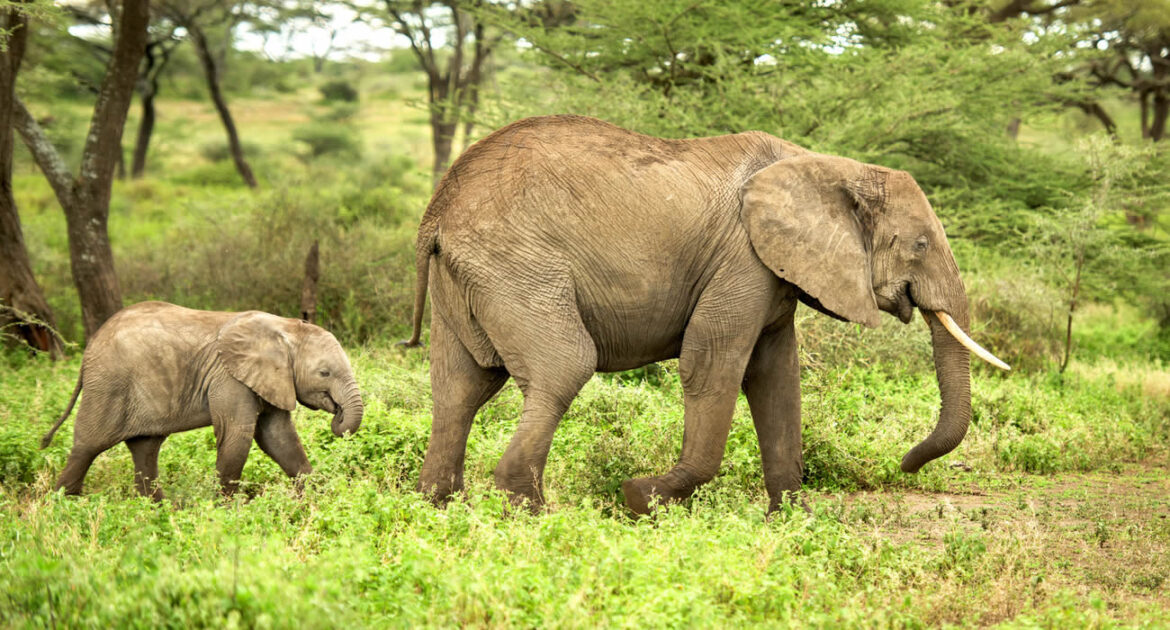 En Afrique du Sud, un éléphant héroïque sauve un troupeau d'antilopes d'un incendie