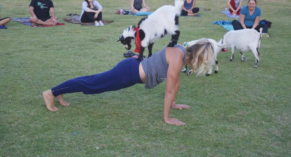 En Allemagne, un zoo propose des séances de yoga avec des chèvres pour un moment de détente original