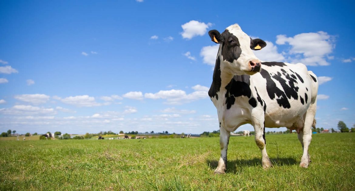 En Angleterre, des vaches obéissent à des commandes vocales comme des chiens de berger