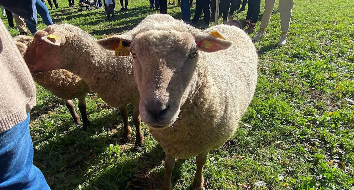 En Australie, un fermier crée des œuvres d'art avec ses moutons vus du ciel