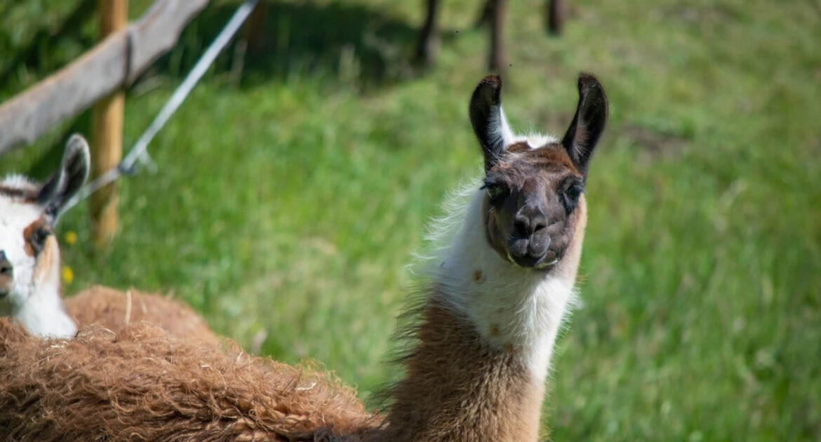 En France, un lama devient assistant de classe pour apaiser les élèves