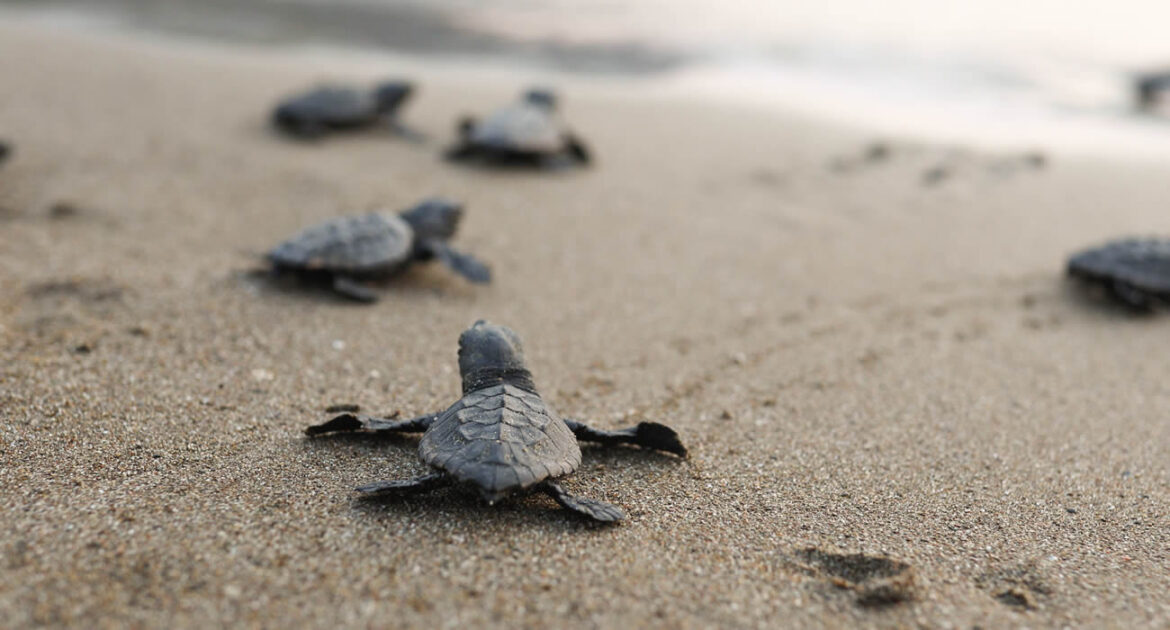 En Turquie, une plage réservée aux tortues pour préserver leur reproduction