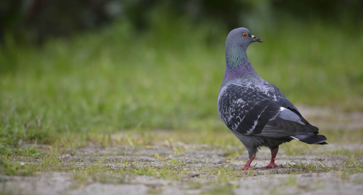 Un pigeon parcourt 13 000 kilomètres pour rejoindre l’Australie