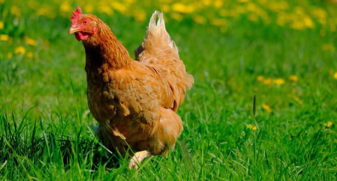 Une poule parcourt 10 kilomètres pour retrouver ses propriétaires