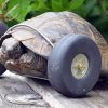 Une tortue équipée d’une roue pour remplacer sa patte