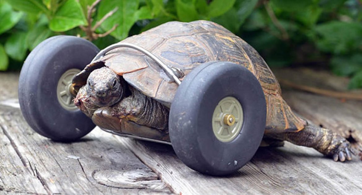 Une tortue équipée d’une roue pour remplacer sa patte