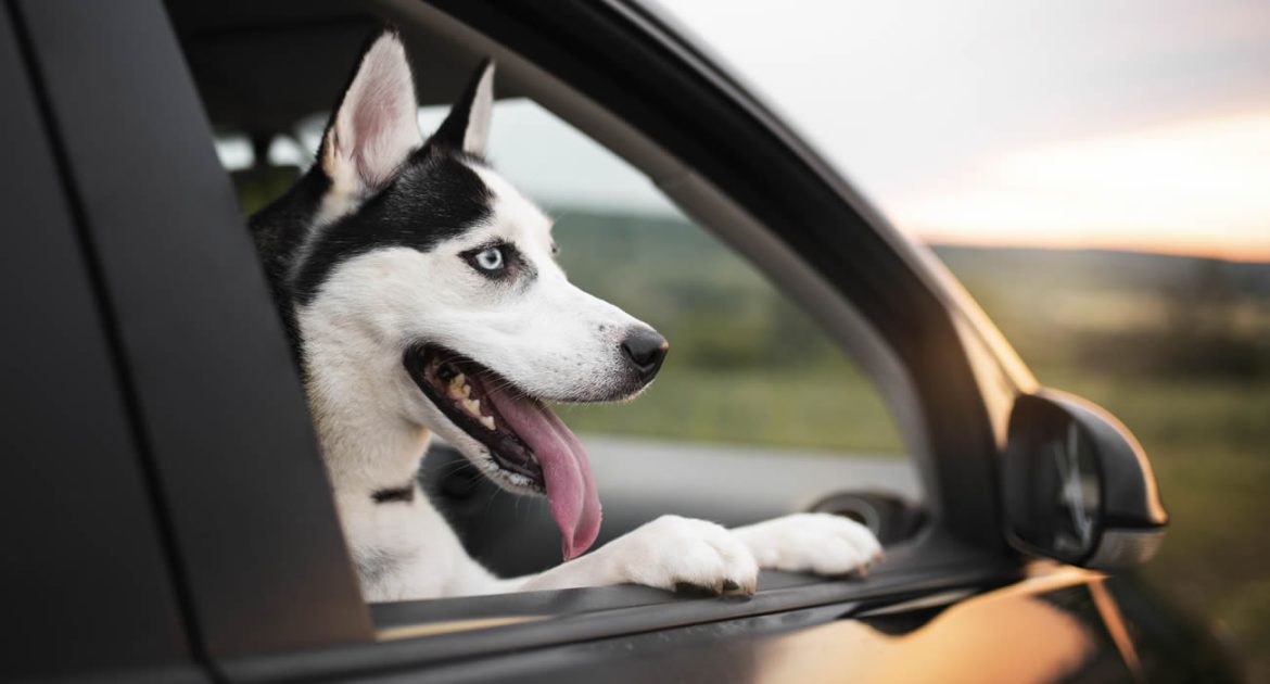 Une voiture roule sans conducteur… et c’est un chien qui est au volant !