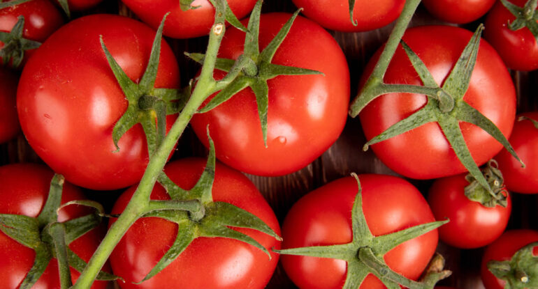 Des antibiotiques dans les tomates : une découverte révolutionnaire ?