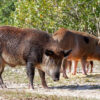 Des cochons sauvages réquisitionnés pour défricher des vignobles