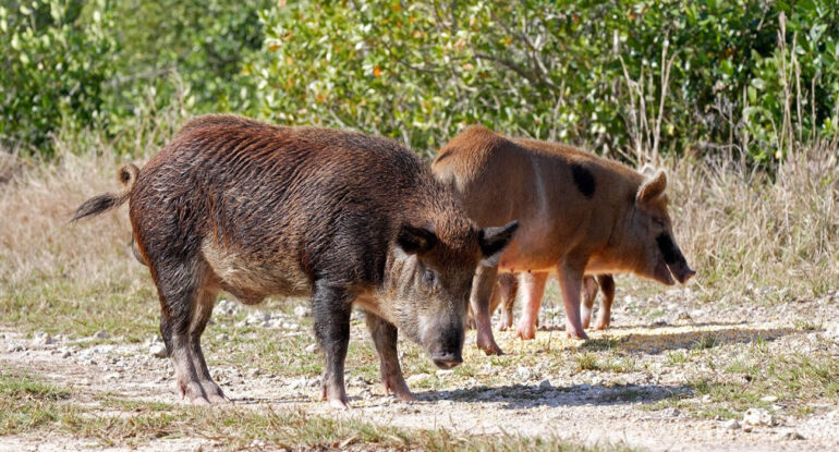 Des cochons sauvages réquisitionnés pour défricher des vignobles