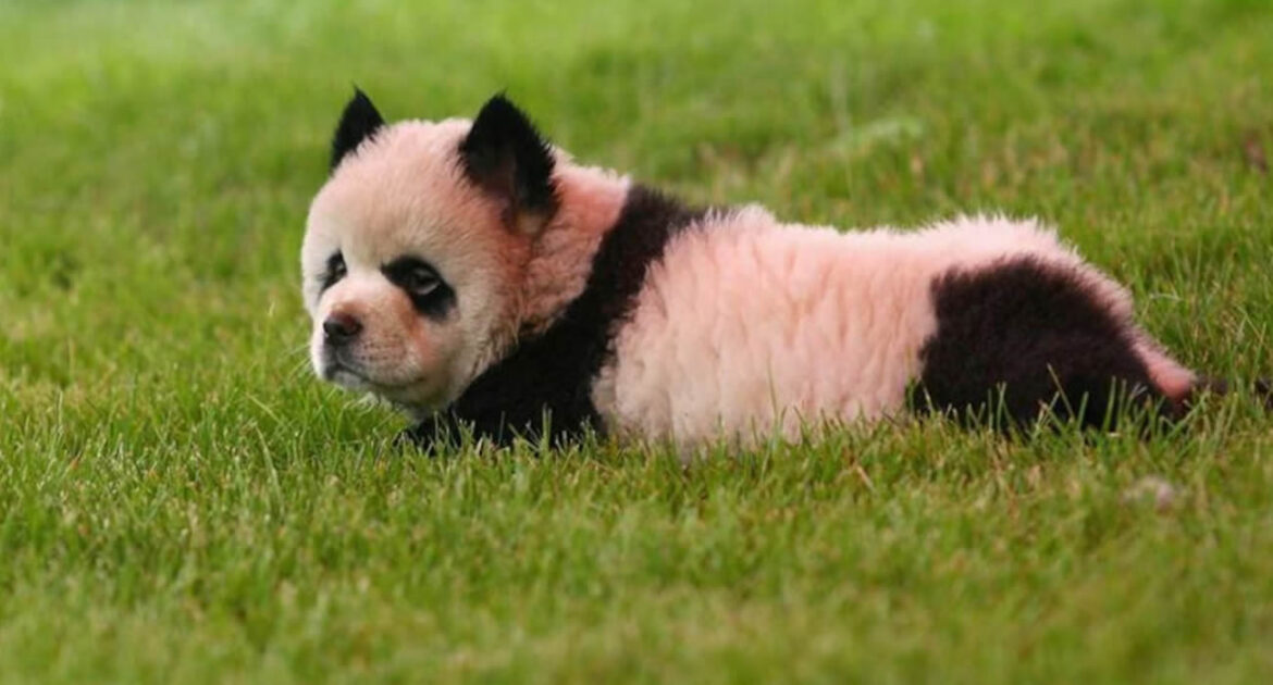 Quand des chiens deviennent des pandas, une supercherie zoologique en Chine