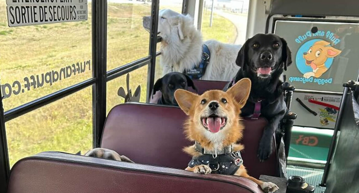 Un bus scolaire transformé en refuge pour chiens abandonnés