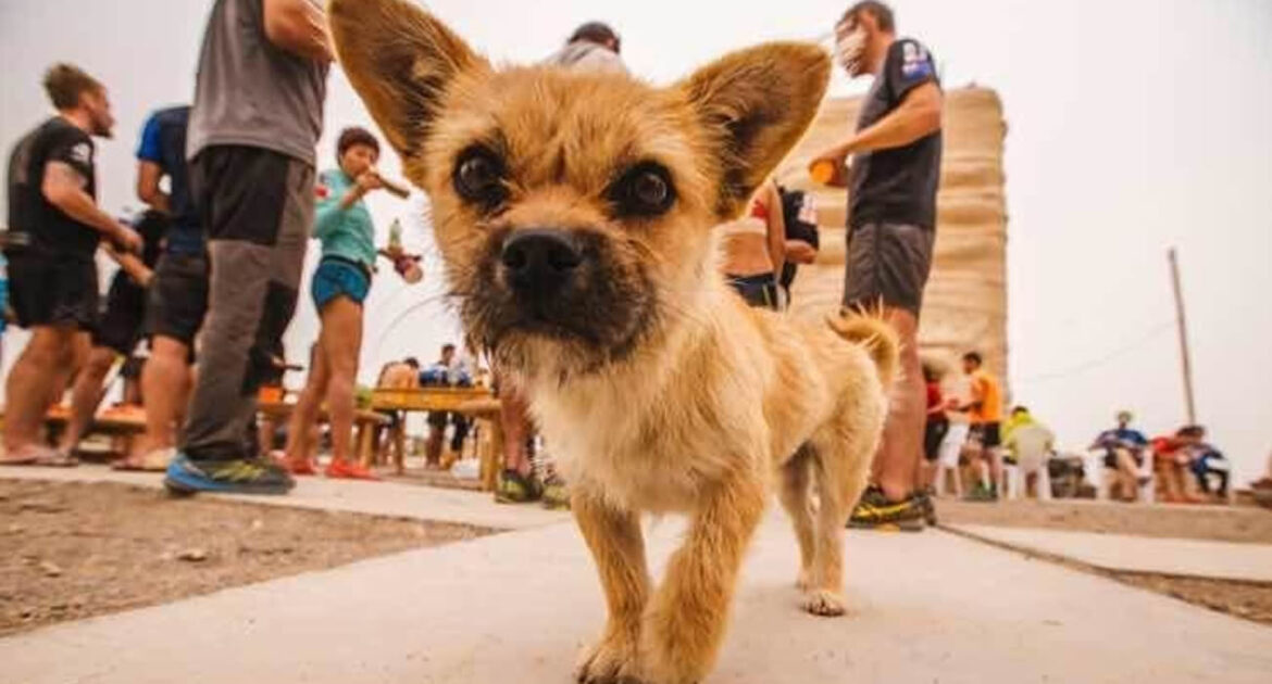 Un chien marathonien achève une course