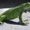 Un facteur retire un iguane caché dans une boîte aux lettres en Floride