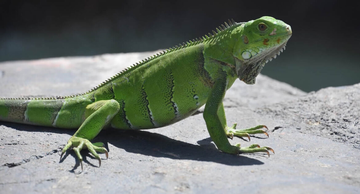 Un facteur retire un iguane caché dans une boîte aux lettres en Floride