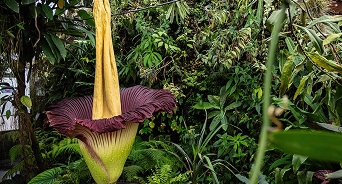 Une fleur cadavre fleurit en Australie, un événement rare et odorant