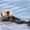 Une loutre détrousse des surfeurs en Californie