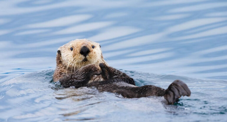 Une loutre détrousse des surfeurs en Californie