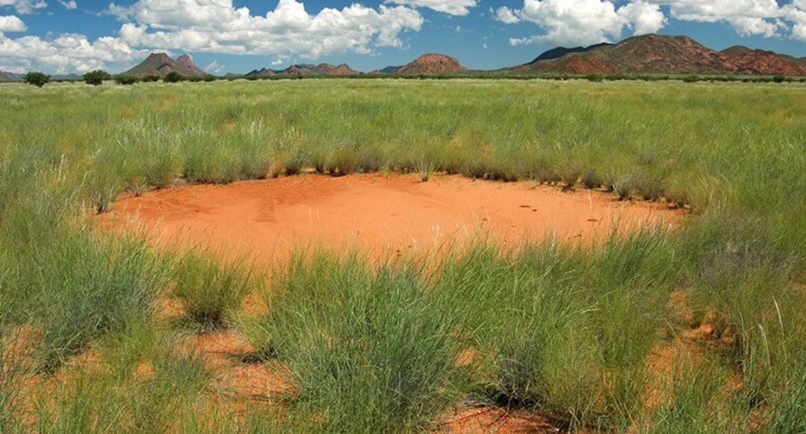 Les mystérieux cercles de fées en Namibie