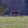 Un Lama en Liberté Fascine les Habitants d’Abjat-sur-Bandiat