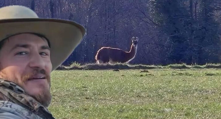 Un Lama en Liberté Fascine les Habitants d'Abjat-sur-Bandiat