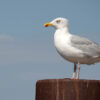 Le cri de la mouette : un art qui fait sensation