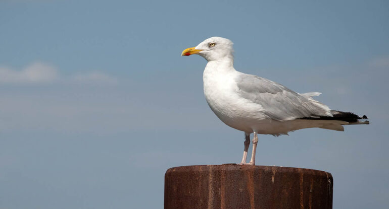 Le cri de la mouette : un art qui fait sensation