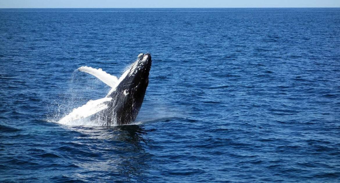 Le sauvetage d'une baleine à bosse en Pologne