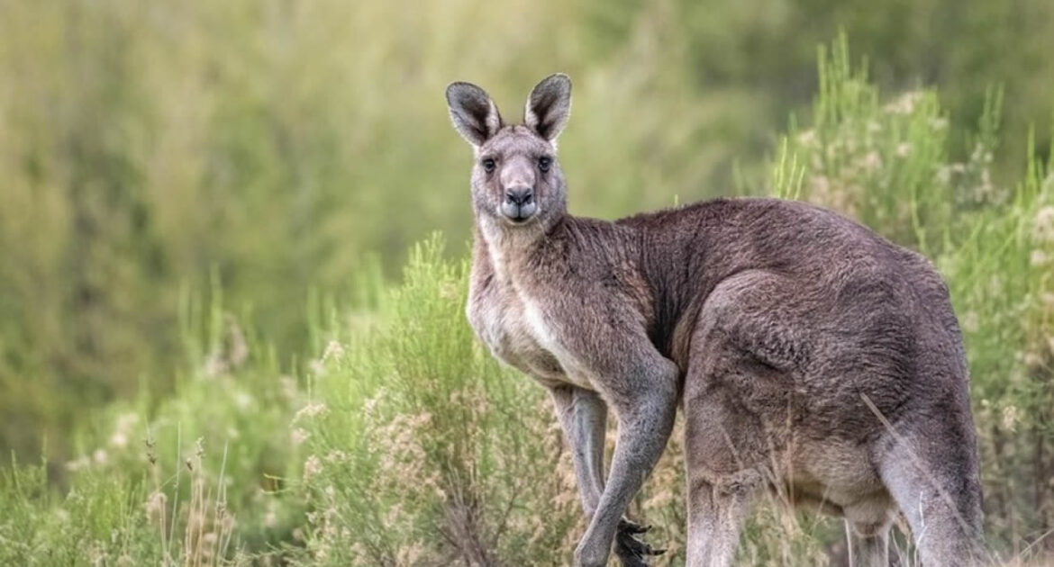 Un chien et un kangourou s'affrontent sur une plage australienne